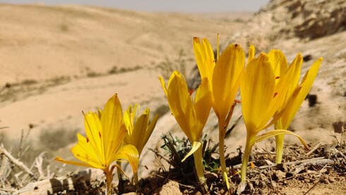 Sternbergias en Reches Boker. (Avner Rinot, Sociedad para la Protección de la Naturaleza en Israel) Sternbergias en Reches Boker.