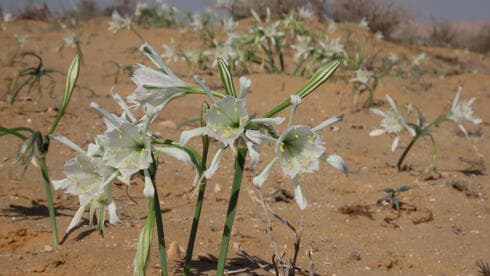 Flora en el Parque Nacional Mamshit. (Avner Rinot, Sociedad para la Protección de la Naturaleza en Israel) Flora en el Parque Nacional Mamshit.