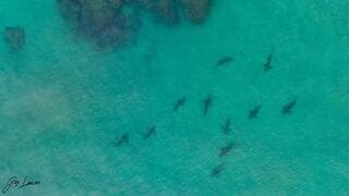La manada de tiburones