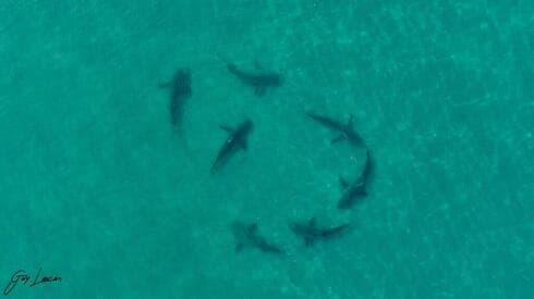 Foto aérea de los tiburones cerca de Hadera