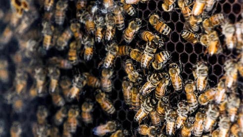 El cambio climático está afectando gravemente a la producción de miel en Gaza. 