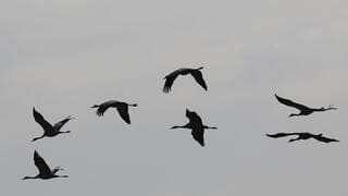 Aves volando en Israel.