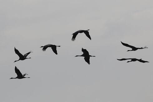 Aves volando en Israel.