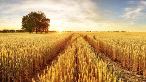 Campo de trigo.