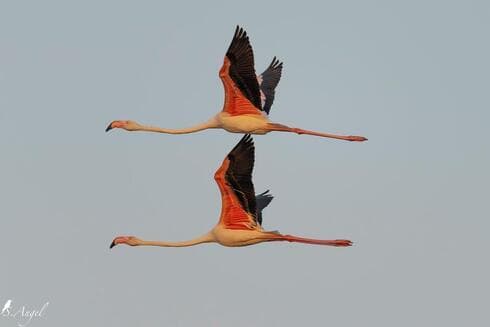 Flamenco.