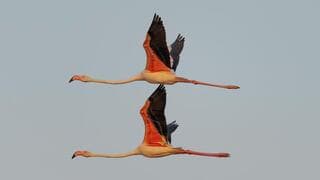 Flamenco.