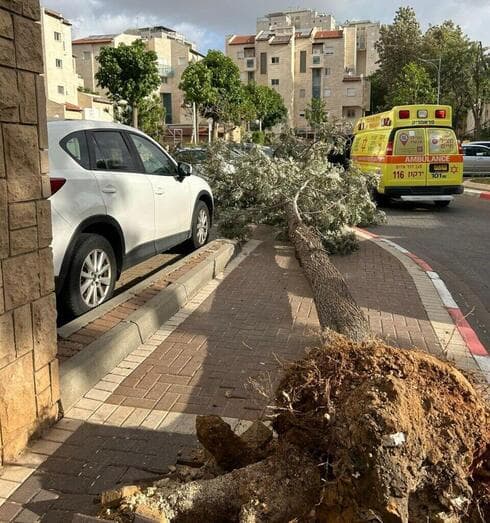 Un árbol cae en Or Yehuda y hiere a una niña de 13 años.