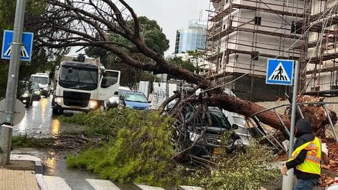 Caída de un árbol en Haifa. 