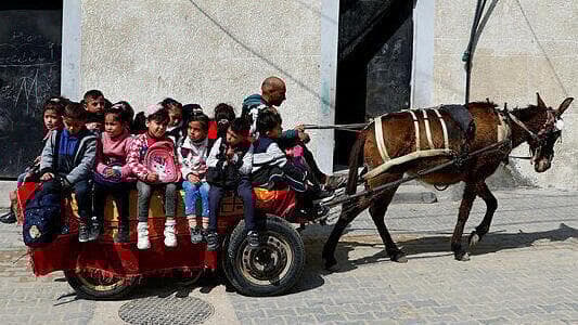 Loay Abu Sahloul lleva a los niños a la escuela en su carro tirado por burros. (Ibraheem Abu Mustafa) Loay Abu Sahloul lleva a los niños a la escuela en su carro tirado por burros.