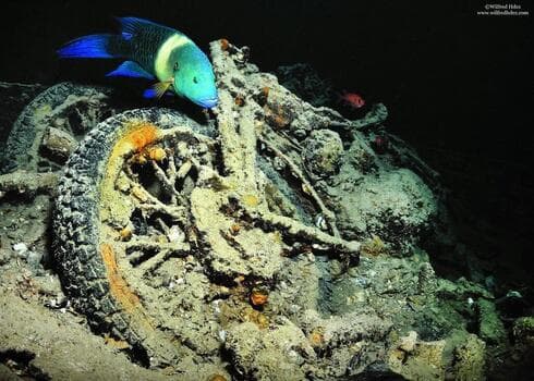Un pez nada cerca de uno de los restos de la motocicleta en los restos del naufragio del barco británico SS Thistlegorm. 