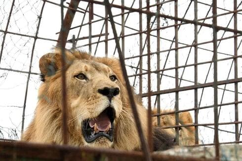 Los leones de Gaza están recluidos en condiciones precarias. 