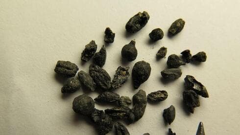 Antiguas semillas de vino procedentes de una excavación en el Negév. (Profesor Guy Bar-On, Universidad de Haifa) Antiguas semillas de vino procedentes de una excavación en el Negév.