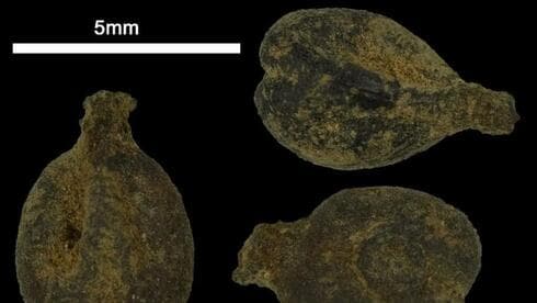 Antiguas semillas de uva de vino de las excavaciones de Avdat vistas al microscopio. (Profesor Guy Bar-On, Universidad de Haifa) Antiguas semillas de uva de vino de las excavaciones de Avdat vistas al microscopio.