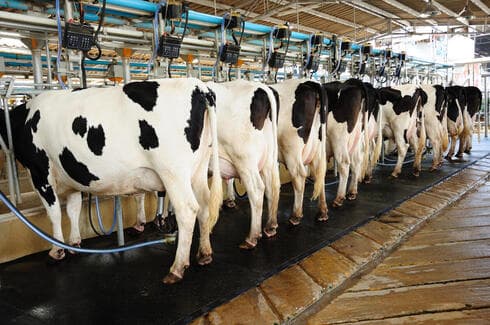 Las nuevas tecnologías para la elaboración de leche cultivada protegen más a los animales. (Istockphoto) Las nuevas tecnologías para la elaboración de leche cultivada protegen más a los animales.