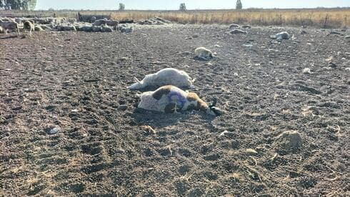 La oveja muerta de Yudi.