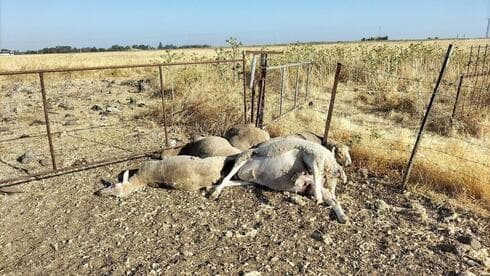 La oveja muerta de Yudi.