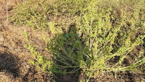 La zona de pastoreo de las ovejas. 