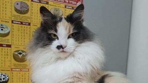 El gato Ksusha.