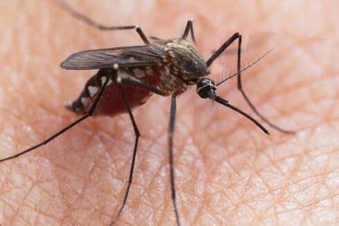 El mosquito tigre asiático transmite el virus del dengue.