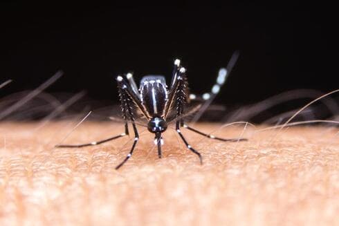 El mosquito tigre asiático transmite el virus del dengue. 