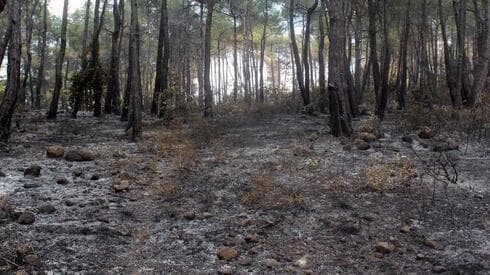 Vista de una zona quemada tras un incendio forestal en Siria.