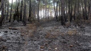 Vista de una zona quemada tras un incendio forestal en Siria.