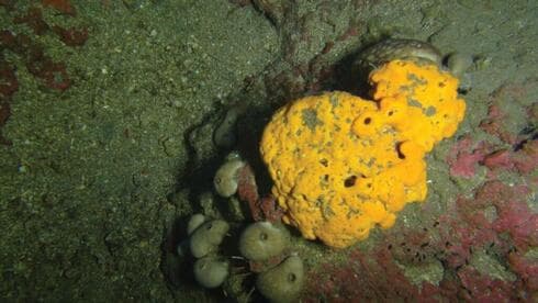 Esponja de la especie Agelas oroides descubiertas en Israel. 
