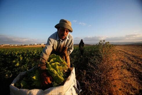 Agricultor palestino.