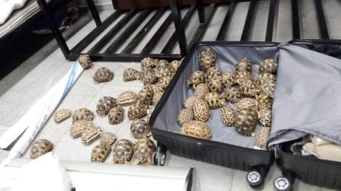 Tortugas encontradas en el maletín de un ciudadano israelí. 
