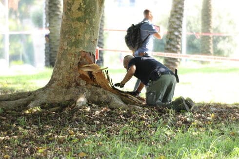 El artefacto explosivo estaba escondido en un árbol. 