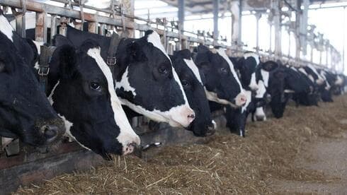 Algunos ganaderos no han podido llegar a sus granjas lecheras ni a sus vacas. (Orel Cohen) Algunos ganaderos no han podido llegar a sus granjas lecheras ni a sus vacas.