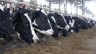 Algunos ganaderos no han podido llegar a sus granjas lecheras ni a sus vacas. 