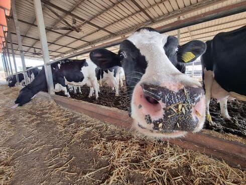 Ordeño de vacas en el kibbutz Meflasim.