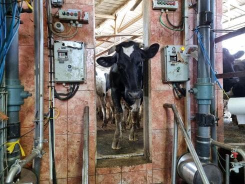 Ordeño de vacas en el kibbutz Meflasim.