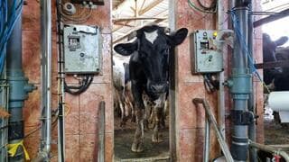 Ordeño de vacas en el kibbutz Meflasim.