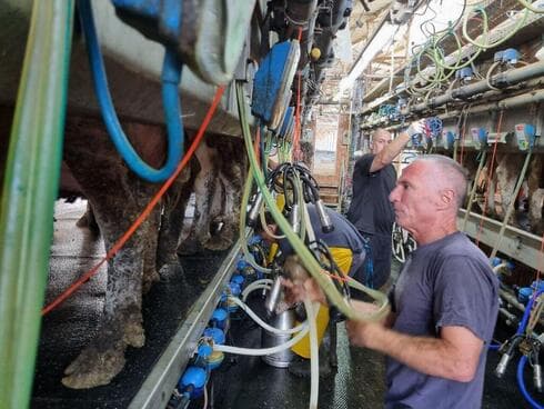 Ordeño de vacas en el kibbutz Meflasim. 