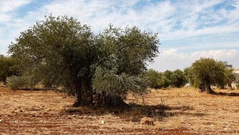 Un olivo milenario, en Jordania.