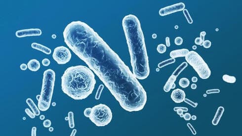En la última década, varios estudios han comenzado a descubrir una conexión entre las bacterias intestinales y diversas enfermedades (Shutterstock) bacterias intestinales
