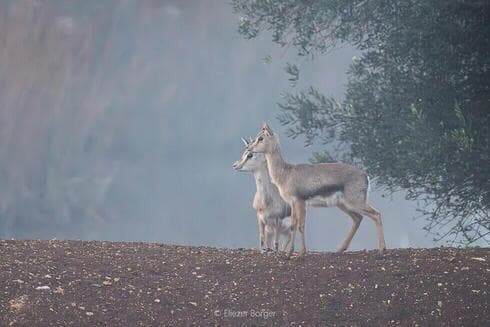 Bambi en la niebla de la mañana