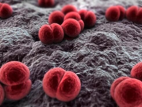La bacteria meningococo, vista a través de un poderoso microscopio. 