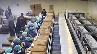 Instalación de una producción de dátiles en Israel. 