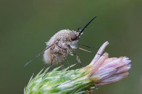 Mosca bombil. 