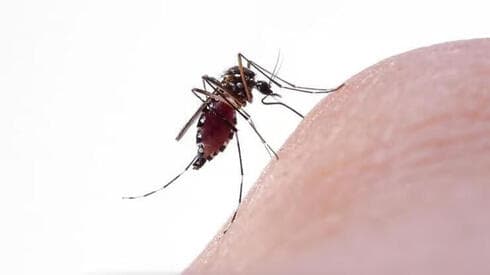 El virus se transmite por la picadura del mosquito doméstico, pero no se transmite de persona a persona. (Shutterstock) El virus se transmite por la picadura del mosquito doméstico, pero no se transmite de persona a persona.