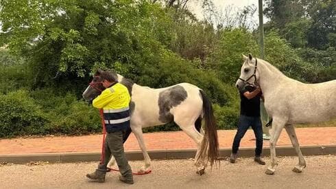 Evacuación de caballos en Mesilat Zion. 