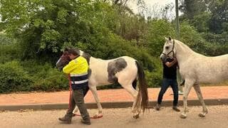 Evacuación de caballos en Mesilat Zion. 