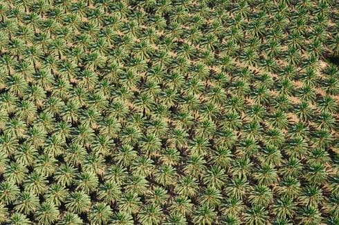 Un bosquecillo de dátiles en el sur de Arava. 