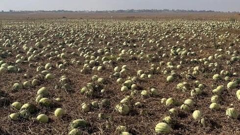 IA aplicada a la optimización de la agricultura