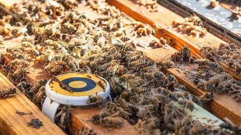 Sensores que rastrean la actividad de las abejas. 