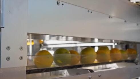 Robot israelí recolector de naranjas en funcionamiento. 