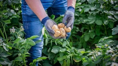 Cosecha de papas en el campo. 